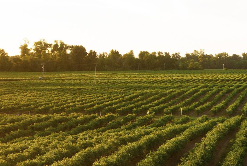 Creso Capital Partners elevates Brian Levin to Co-Head of its Food, Beverage & Agriculture practice and hires Gavin Daniels as Managing Director featured image