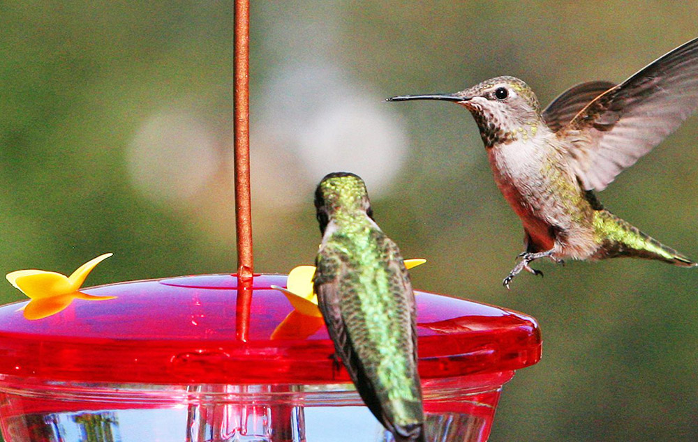 Creso Capital Partners Advises Classic Brands on Its Sale to Merit Capital Partners and Aiglon Capital Management featured image